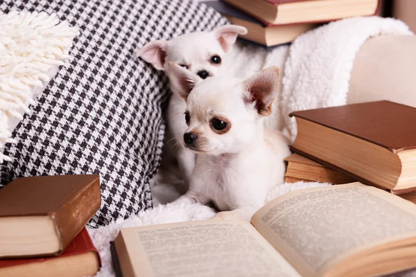 Chihuahua-Hunde mit Büchern — Stockfoto