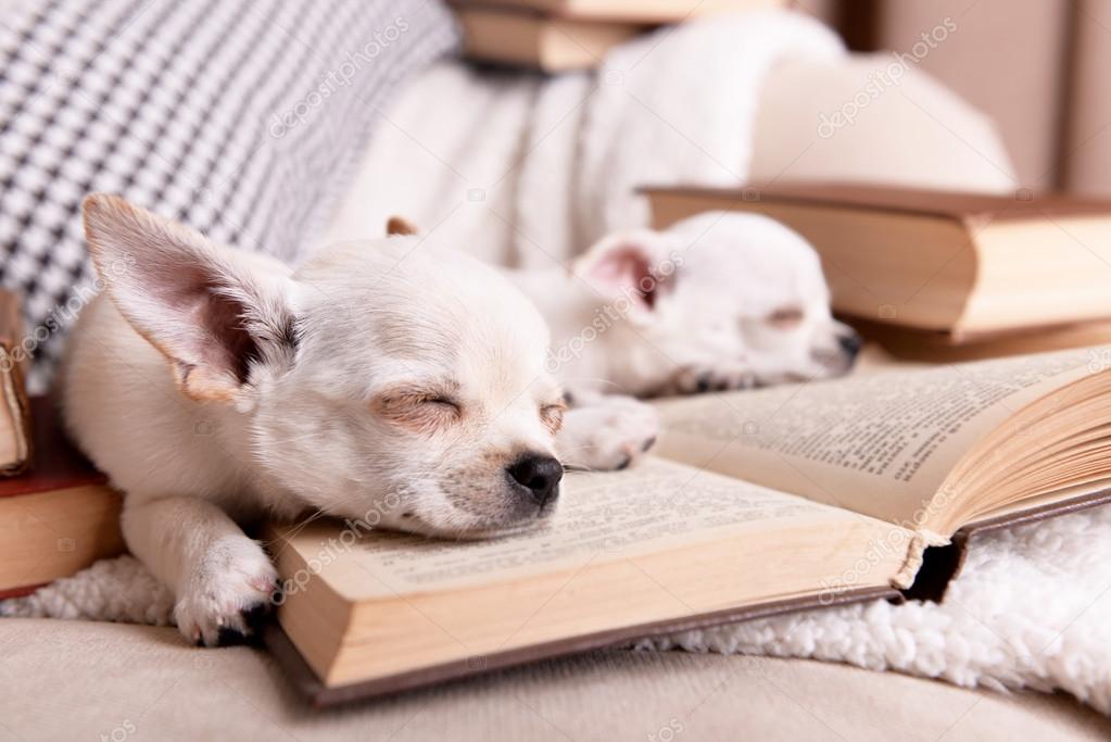 chihuahua dogs with books on sofa