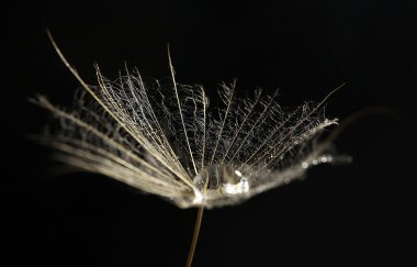 su damlaları ile güzel karahindiba