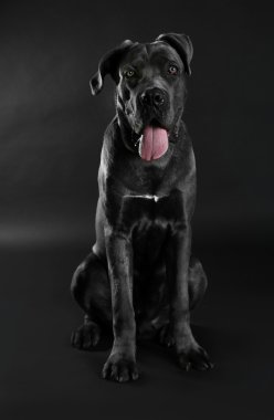 Cane corso Italiano köpek