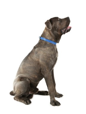 Cane corso Italiano köpek