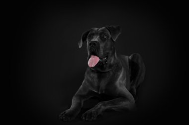 Cane corso Italiano köpek