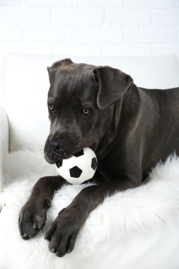Cane corso Italiano köpek
