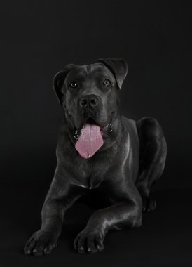 Cane corso Italiano köpek