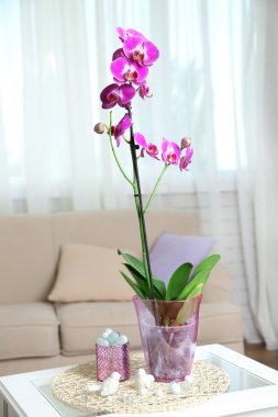 Tencerede güzel Lila orkide
