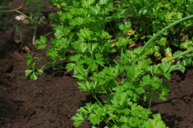 Bahçede büyüyen taze otlar