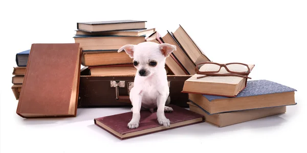 Chihuahua-Hund auf Bücherhaufen — Stockfoto
