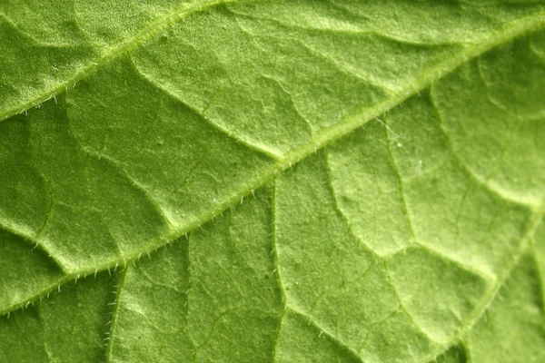 Detailní záběr zeleného listu — Stock fotografie