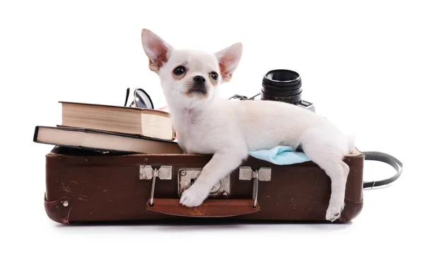 Schattig chihuahua hond in koffer — Stockfoto