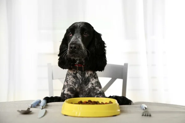 Cão olhando para prato de kibbles — Fotografia de Stock