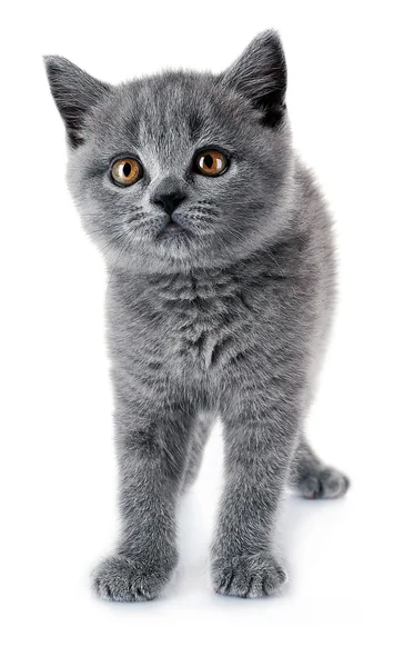 Lindo gatito gris — Foto de Stock