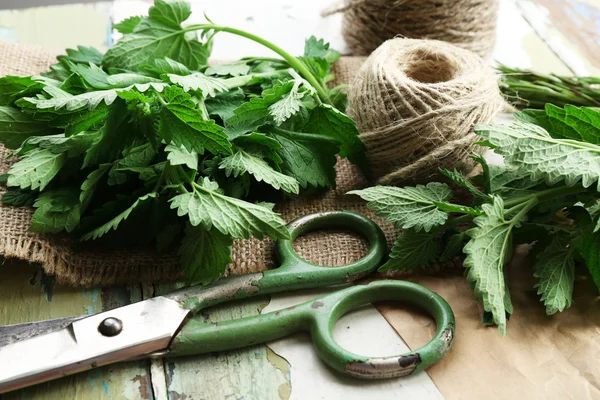 Leaves of lemon balm with rope and scissors — Stock Photo, Image