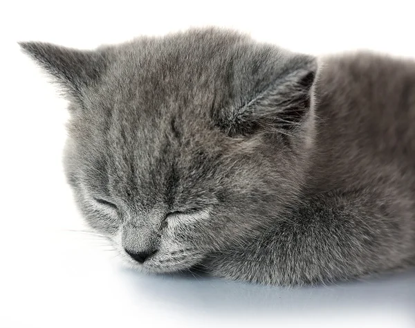 Gatinho cinzento bonito — Fotografia de Stock