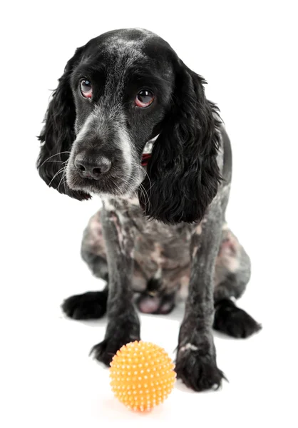 Russian spaniel with ball — Stock Photo, Image