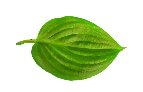 Groen blad geïsoleerd op wit — Stockfoto
