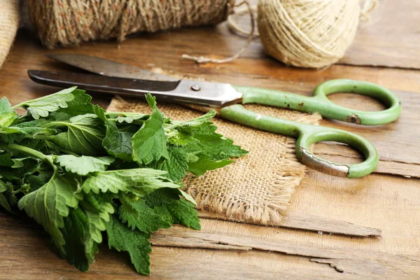 Leaves of lemon balm with rope and scissors — Stock Photo, Image