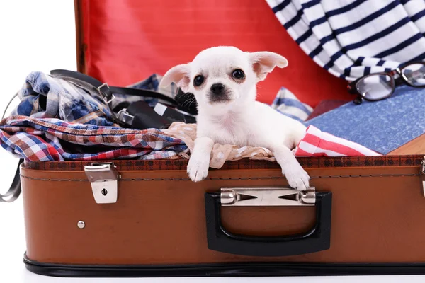 Imádnivaló chihuahua kutya bőrönd — Stock Fotó
