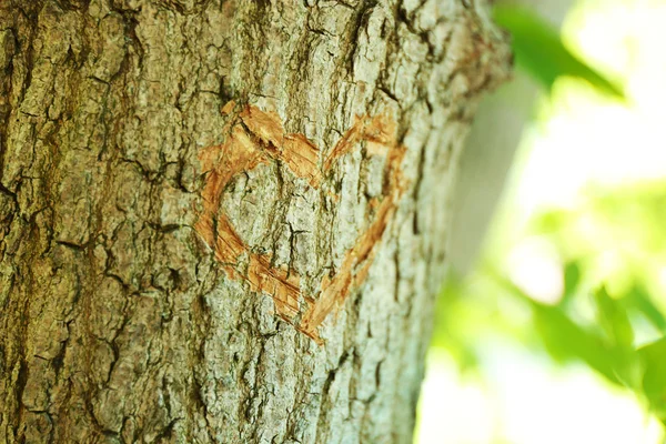 Corazón tallado en árbol — Foto de Stock