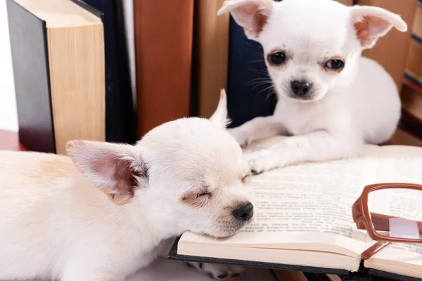 Dogs and heap of books — Stock Photo, Image