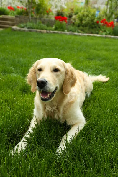 Labrador sidder på grønt græs - Stock-foto