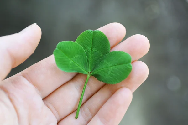 Clover lämnar i kvinnlig hand — Stockfoto