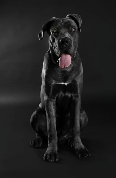 Cane corso italiano kutya — Stock Fotó