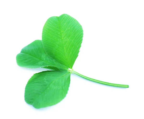 Clover leaves isolated on white — Stock Photo, Image