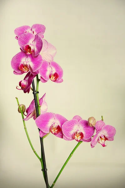 Orquídea lilás bonita em vaso — Fotografia de Stock