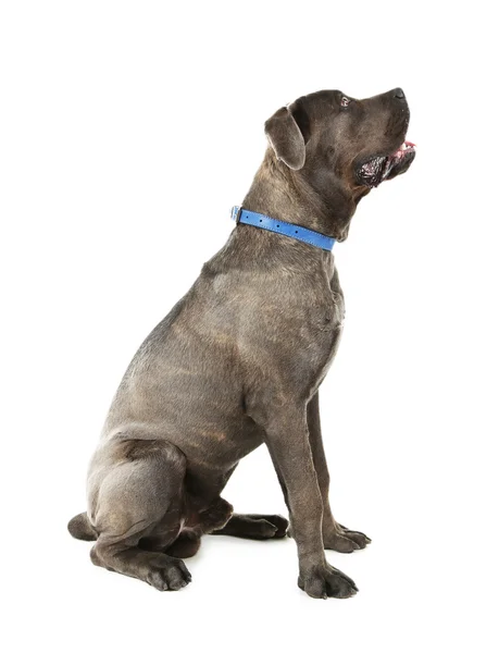 Cane corso italiano dog — стоковое фото