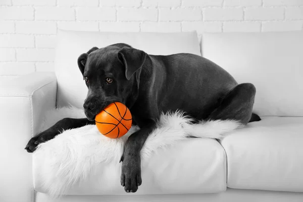 Dog lying on sofa with ball — Stock Photo, Image