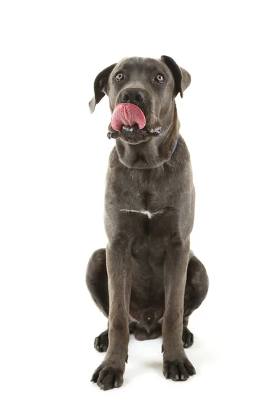 Cane corso italiano hond — Stockfoto