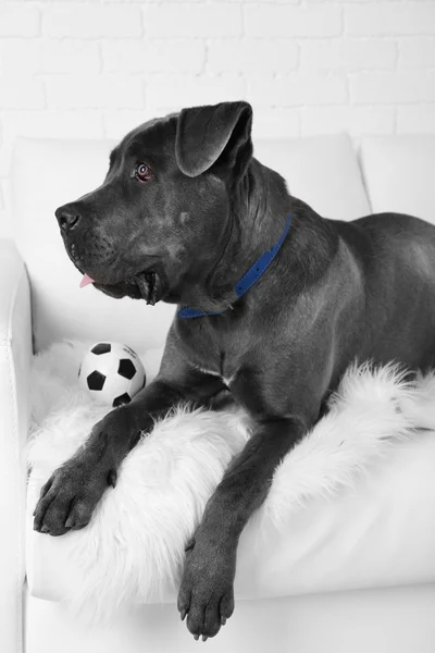 Dog lying on sofa with ball — Stock Photo, Image