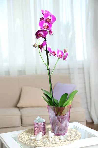 Beautiful lilac orchid in pot — Stock Photo, Image