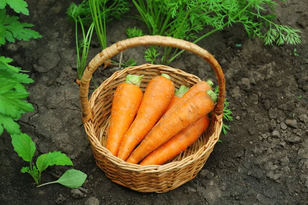 Καλάθι με νέα φρέσκα καρότα — Φωτογραφία Αρχείου