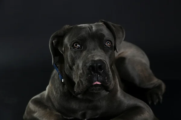 杖コルソ イタリア犬 — ストック写真
