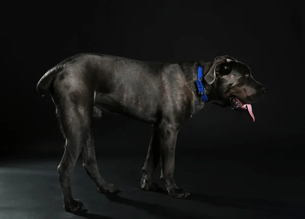 Bastón corso italiano perro —  Fotos de Stock