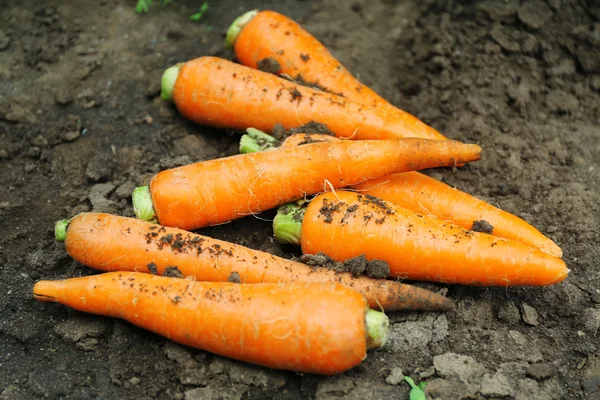 Новая свежая морковь на почве в саду — стоковое фото