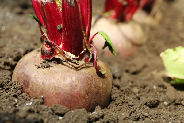 Nueva remolacha fresca creciendo en el jardín — Foto de Stock