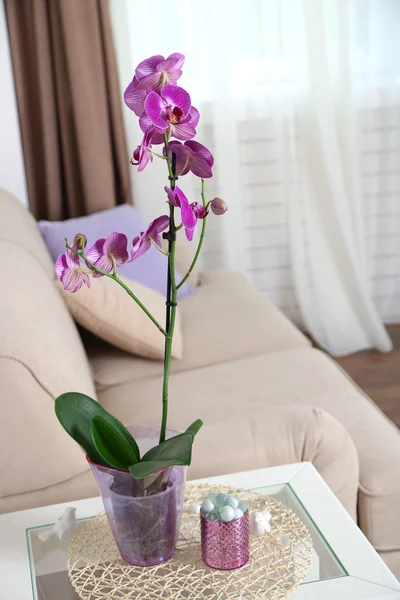 Belle orchidée lilas en pot — Photo