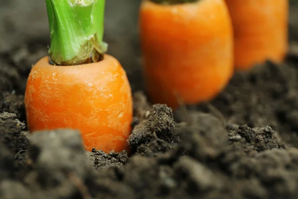 Nowe świeże marchewki w gleby w ogrodzie — Zdjęcie stockowe