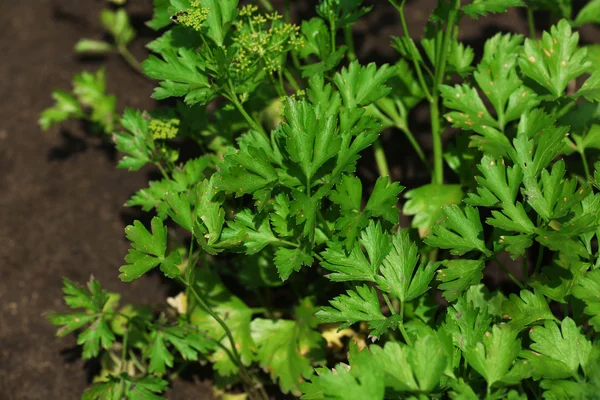 Fresh herbs growing in garden — Stock Photo, Image