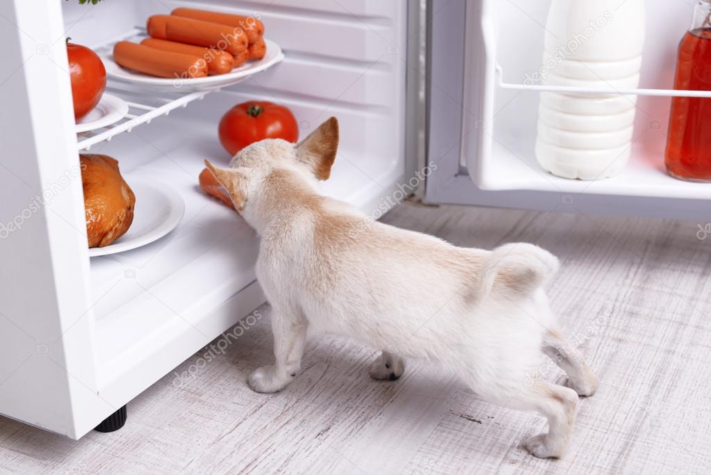 chihuahua dog near open fridge