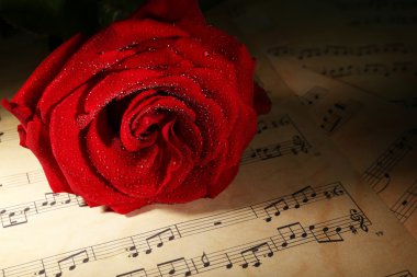 Müzik levhalar, closeup üzerinde güzel kırmızı gül