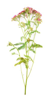 Beyaz izole mor kır çiçeği