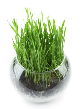 Yeşil çim şeffaf tencerede