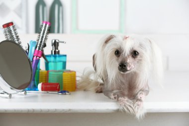 Çince Tepeli Köpek Berber Dükkanı