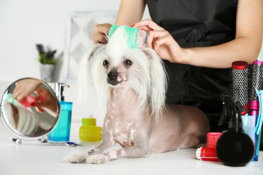 Çince Tepeli Köpek Berber Dükkanı