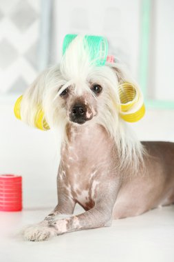 Çince Tepeli Köpek Berber Dükkanı
