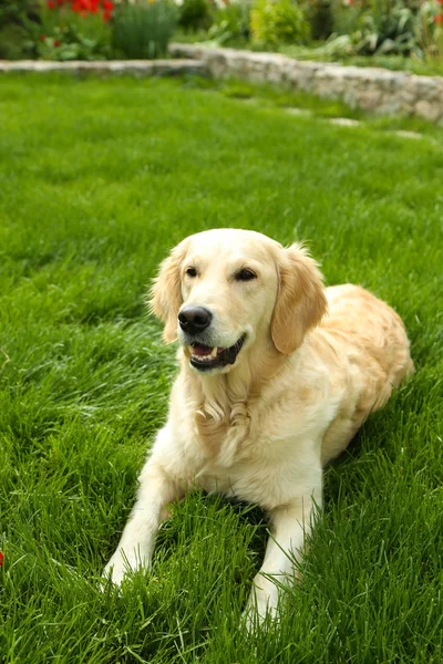 Labrador acostado sobre hierba verde — Foto de Stock