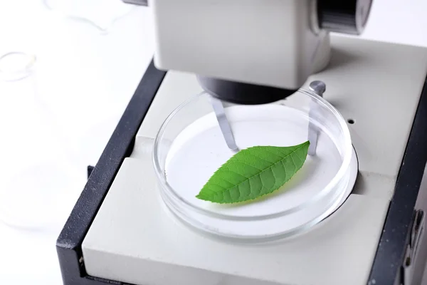 Green leaf in microscope — Stock Photo, Image